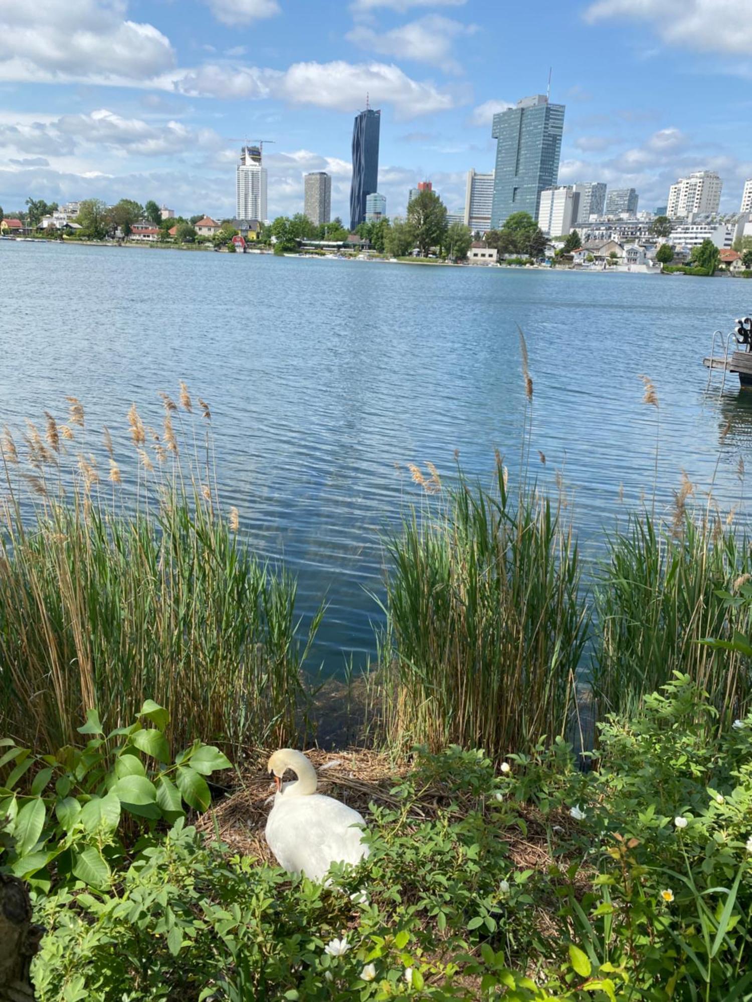 U1 Alte Donau Old Danube City Apartment 2 维也纳 外观 照片